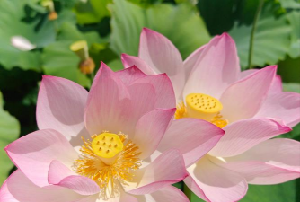 小众送妈妈的花有哪些花