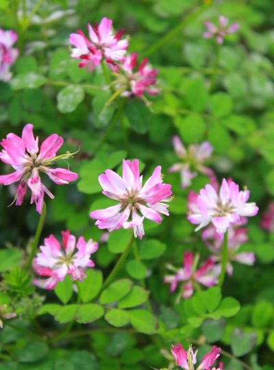 小众送妈妈的花有哪些花