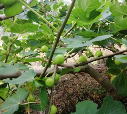 春天无花的树有哪些