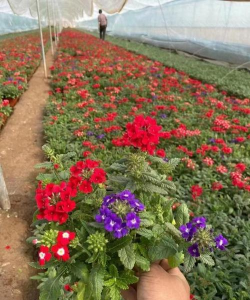 小众送妈妈的花有哪些花