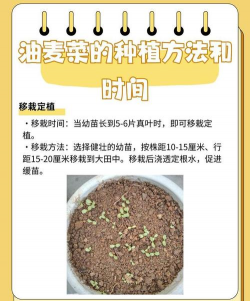 油麦菜几天发芽出土