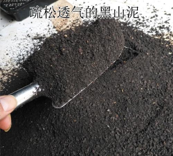 小众送妈妈的花有哪些花