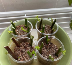 小众送妈妈的花有哪些花