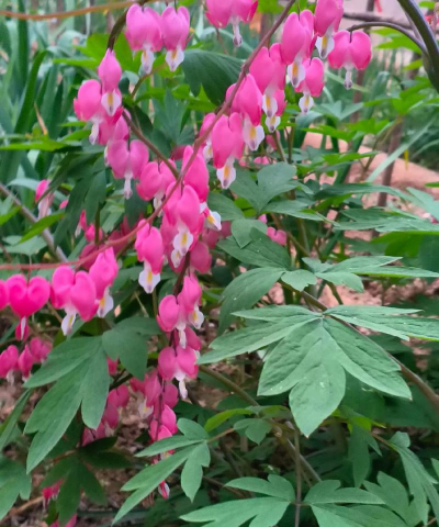 什么是荷包牡丹