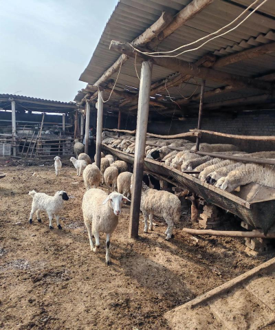 小众送妈妈的花有哪些花