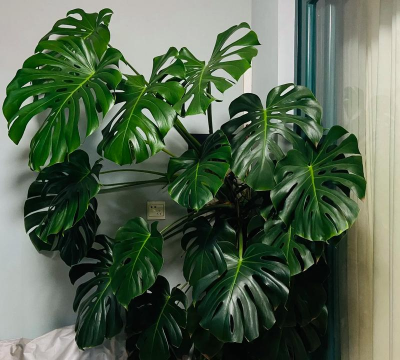 小众送妈妈的花有哪些花