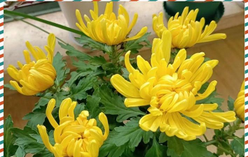 小众送妈妈的花有哪些花