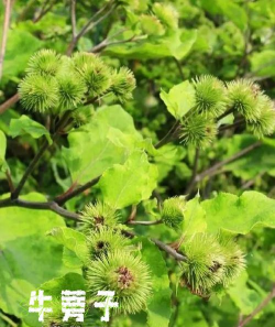 牛蒡子的种植时间