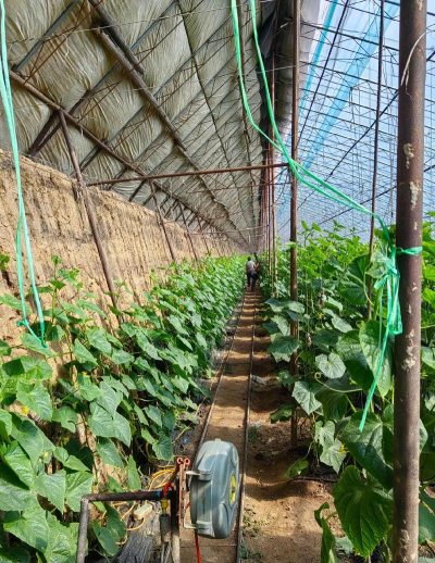 冬天黄瓜大棚怎么种植