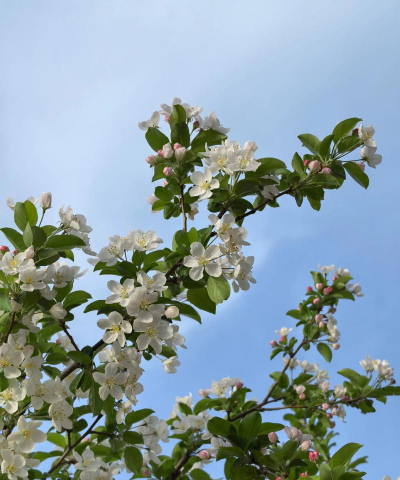 小众送妈妈的花有哪些花