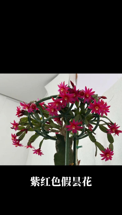 小众送妈妈的花有哪些花