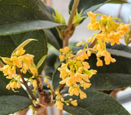 小众送妈妈的花有哪些花