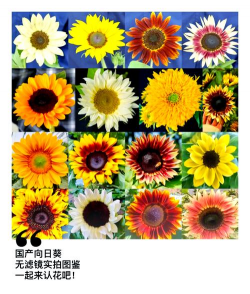 小众送妈妈的花有哪些花