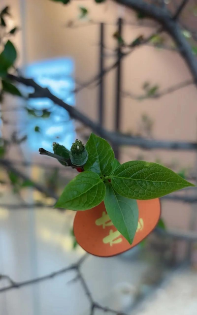 小众送妈妈的花有哪些花