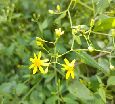 千里眼花是什么花
