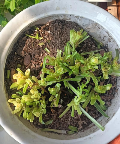 小众送妈妈的花有哪些花