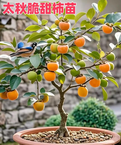 太秋甜柿适合在哪个地方种植