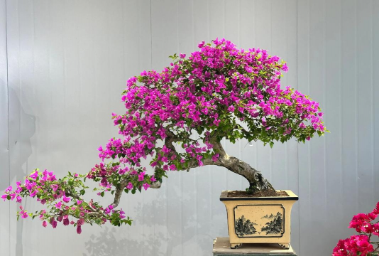 小众送妈妈的花有哪些花