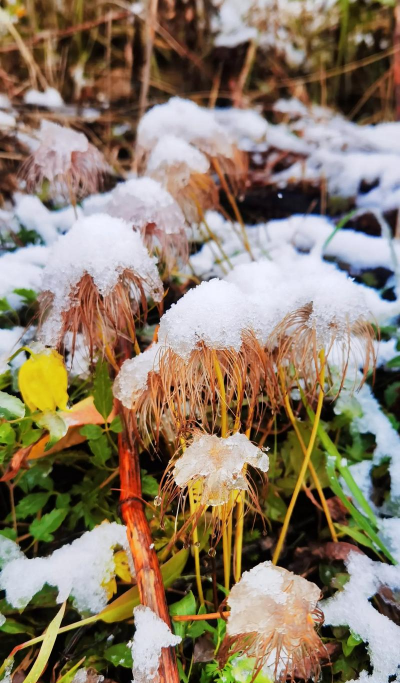 小众送妈妈的花有哪些花