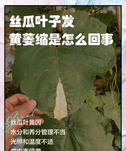 丝瓜叶子发黄萎缩是怎么回事