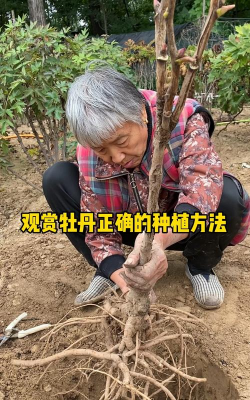 小众送妈妈的花有哪些花