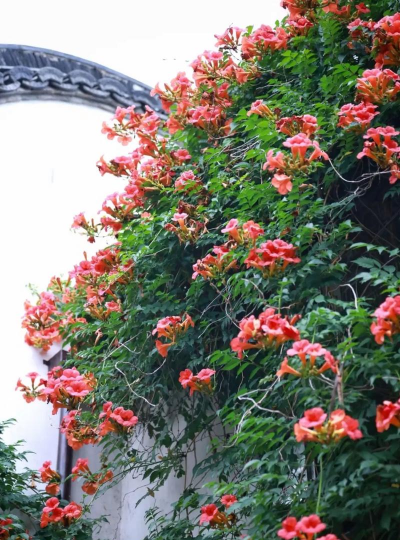 小众送妈妈的花有哪些花