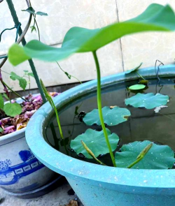 小众送妈妈的花有哪些花