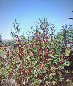 小众送妈妈的花有哪些花