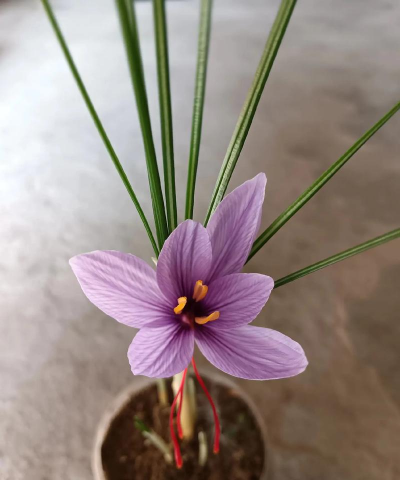 小众送妈妈的花有哪些花