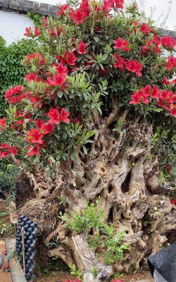 小众送妈妈的花有哪些花