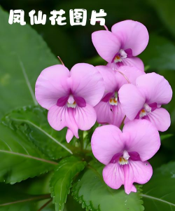 小众送妈妈的花有哪些花