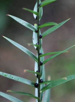生活中还有哪些植物是变态茎