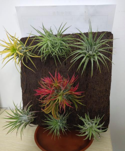 小众送妈妈的花有哪些花