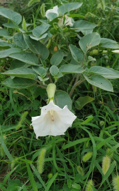 小众送妈妈的花有哪些花