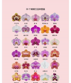 小众送妈妈的花有哪些花