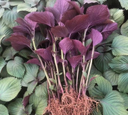 小众送妈妈的花有哪些花