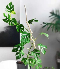 小众送妈妈的花有哪些花