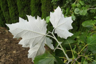 小众送妈妈的花有哪些花