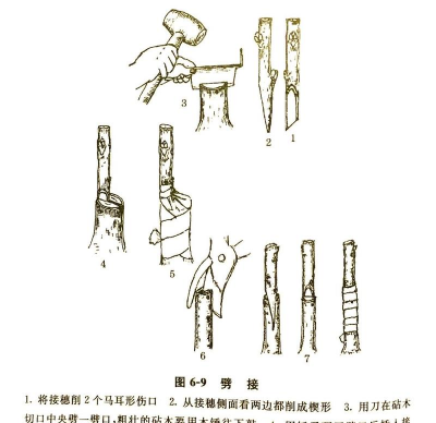 小众送妈妈的花有哪些花