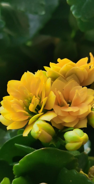 小众送妈妈的花有哪些花