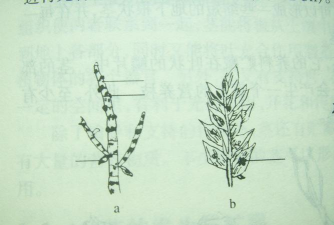 小众送妈妈的花有哪些花