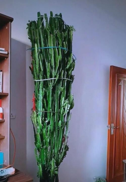 小众送妈妈的花有哪些花