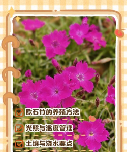 欧石竹的养殖方法和注意事项