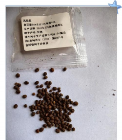 凤仙花的种子叫什么