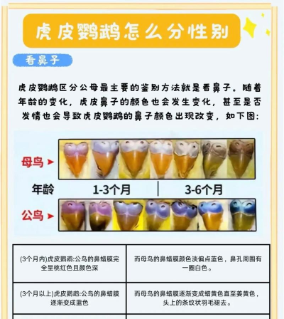 虎皮鹦鹉怎么分辨雌雄