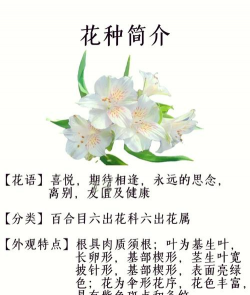 小众送妈妈的花有哪些花