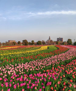 小众送妈妈的花有哪些花