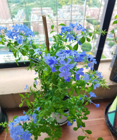 小众送妈妈的花有哪些花