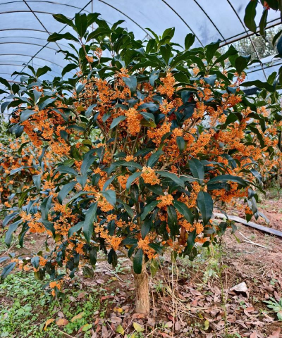 小众送妈妈的花有哪些花