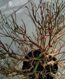 小众送妈妈的花有哪些花